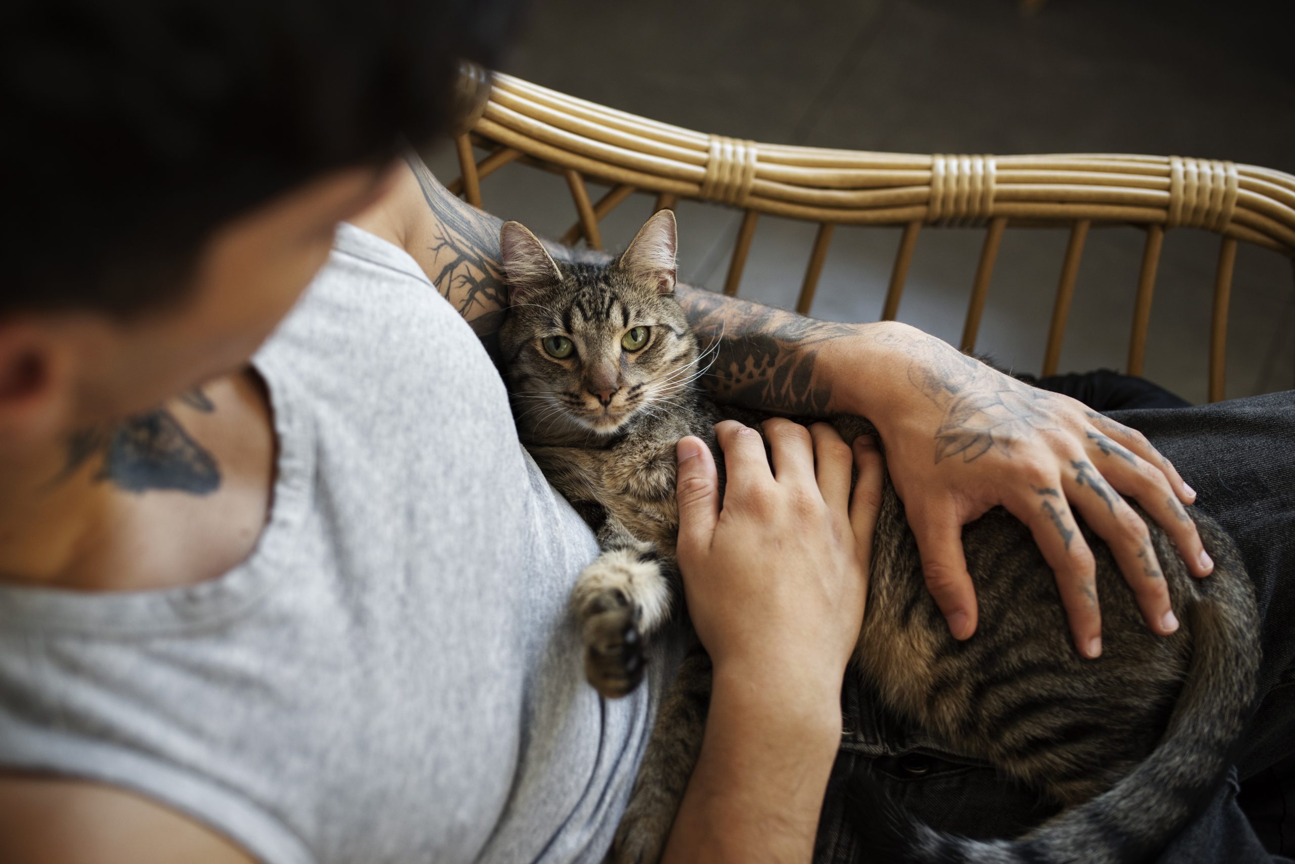 Giving Cats a Voice: How Purina Is Redefining Proactive Pet Care